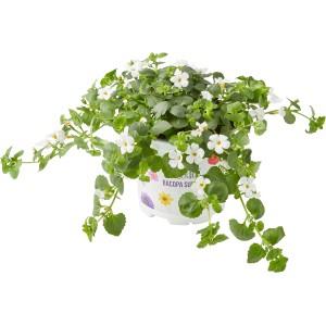 Hópehelyvirág (Bacopa sutera) cserépben, fehér virágokkal és zöld levelekkel. Nyári növény erkélyre és kertbe.
