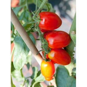 Tojásdad paradicsom a tövön cserépben. A Solanum tojásdad paradicsom piros, hosszúkás gyümölcsei.