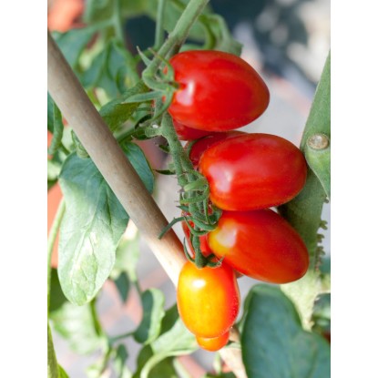 Szilvaparadicsom, cserépátmérő: kb. 9 cm, Solanum
