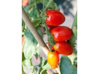 Szilvaparadicsom, cserépátmérő: kb. 9 cm, Solanum