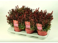 GROW by OBI évelő díszgyertya magasság kb. 26 cm Gaura lindheimeri Gaudi