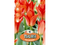 Tulipán Tulipán