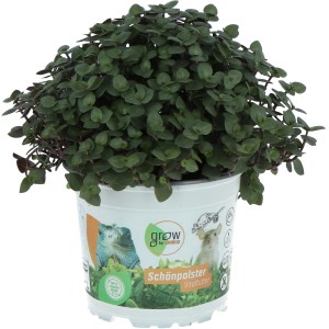 GROW by OBI Callisia repens, vitáltáp cserépben, kb. 15 cm magas. Zöld növény rágcsálók és madarak számára.