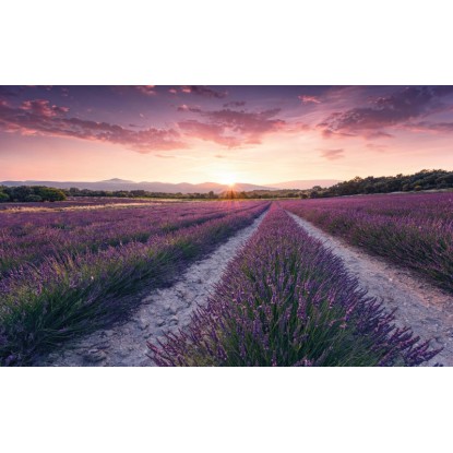 Vlies fotótapéta Lavender Dream 450 cm x 280 cm