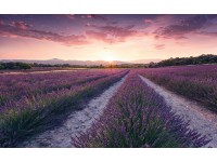 Vlies fotótapéta Lavender Dream 450 cm x 280 cm Vlies fotótapéta Lavender Dream 450 cm x 280 cm