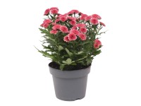 Jellyfish krizantém Lazacszín magasság kb. 25 cm cserépátmérő kb. 12 cm Jellyfish krizantém Lazacszín magasság kb. 25 cm cserépátmérő kb. 12 cm