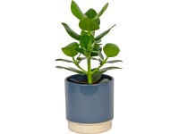 Zöldnövények színes kerámiában cserépátmérő: kb. 12 cm