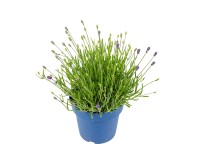 GROW by OBI közönséges levendula cserépátmérő kb. 17 cm Lavandula angustifolia
