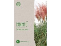 Pampafű Plume rose