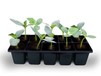 Uborka 10-es pack kiszerelésben kerti növény étkezésre alkalmas