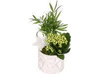 Karácsonyi kompozíció korallvirággal kerámia kaspóban cserépátmérő: kb. 10 cm