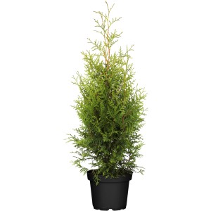 'Brabant' életfa cserépben, kb. 30-40 cm magas, ideális sövénynövény.
