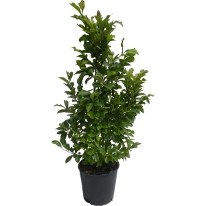Susan bíbor magnólia cserépben, kb. 110 cm magas. Ideális kis kertekbe.