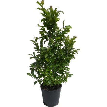 OBI bíbor liliomfa "Susan" magassága kb. 110 cm cserepe kb. 18 l Magnolia