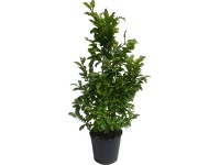 OBI bíbor liliomfa OBI bíbor liliomfa