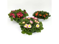 Kerti kankalin cinkcserépben cserépátmérő kb. 29 cm Primula