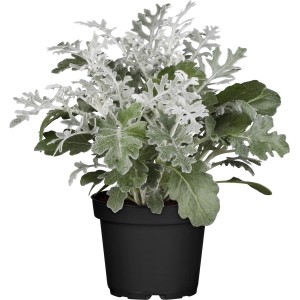 Cserepes hamvaska (Senecio cineraria), vonzó, ezüstös lombú strukturális növény.