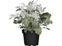 Hamvaska cserépátmérő: kb. 11 cm Senecio cineraria