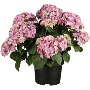 Rózsaszín hortenzia (Hydrangea) cserépben, kb. 40-50 cm magas. Virágzó dísznövény zöld levelekkel.