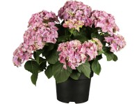 Kerti hortenzia rózsaszín magassága kb. 40 - 50 cm cserép: kb. 5 l Hydrangea