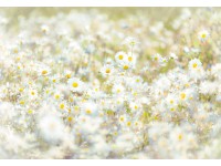 Komar fotótapéta Daisies 368 cm x 254 cm FSC Komar fotótapéta Daisies 368 cm x 254 cm FSC