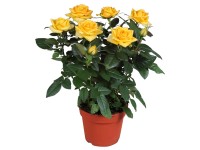 GROW by OBI Rózsa sárga cserépátmérő: kb. 13 cm GROW by OBI Rózsa sárga cserépátmérő: kb. 13 cm