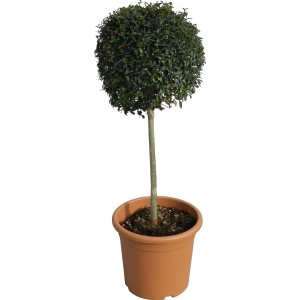 GROW by OBI Ionos fagyal gömb formában cserépben, kb. 65 cm magas.
