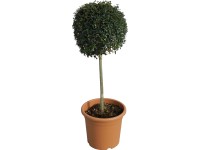 OBI aprólevelű fagyal magassága kb. 65 cm cserepe kb. 9 l Ligustrum OBI aprólevelű fagyal magassága kb. 65 cm cserepe kb. 9 l Ligustrum