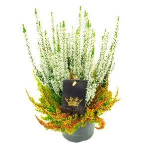 Csarab Colour Crown cserépben, kb. 13 cm, fehér virágokkal és színes levelekkel.