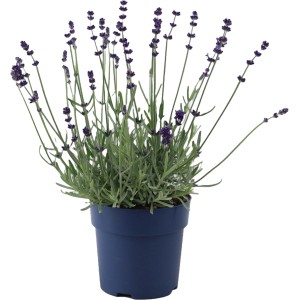 Levendula Felice Silver cserépben (kb. 15 cm): Virágzó Lavandula angustifolia ezüstös lombbal.