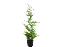 Leyland-ciprus készlet 30 darab magasság kb. 125-150 cm cserép kb. 5 l