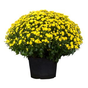 Sárga őszi krizantém cserépben, kb. 40 cm magas. Dekoratív Chrysanthemum indicum az őszi kertbe.