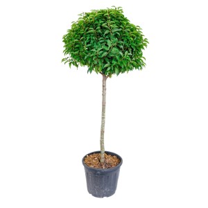 Portugál babérmeggy törzses fa cserépben, kb. 120 cm magas.