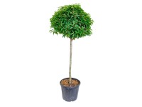 GROW by OBI portugál babérmeggy magasság kb. 120 cm Prunus lus. brenelia