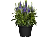 GROW by OBI macskafarkú veronika kb. 10 cm - 20 cm Veronica spicata