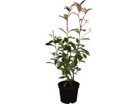 OBI korallberkenye Red Robin piros mag kb. 60 cm - 80 cm cserép 5 l Photinia