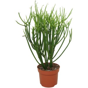GROW by OBI Ceruzkafa cserépben, zöld szobanövény ceruzaszerű hajtásokkal.