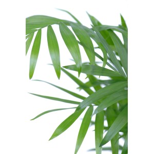Friss, zöld Bergpalme (Chamaedorea elegans) cserépben, kb. 12-18 cm magas. Szobanövény világos helyekre.