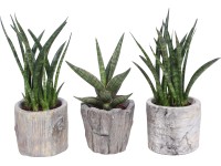 Hengeres anyósnyelv (Sanseveria cylindrica) fahatású cserépben cserépátmérő: kb.