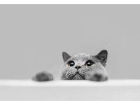 Kitten 1 - Retro-Gift Nagy táblakép 39 cm x 27 cm Kitten 1 - Retro-Gift Nagy táblakép 39 cm x 27 cm