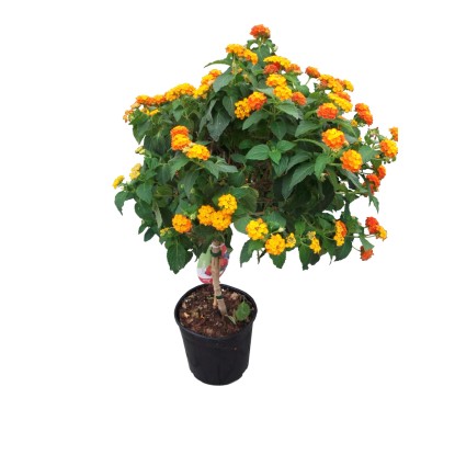 Sétányrózsa Lantana camara fa 15 cm