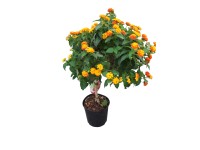 Sétányrózsa Lantana camara fa 15 cm Sétányrózsa Lantana camara fa 15 cm
