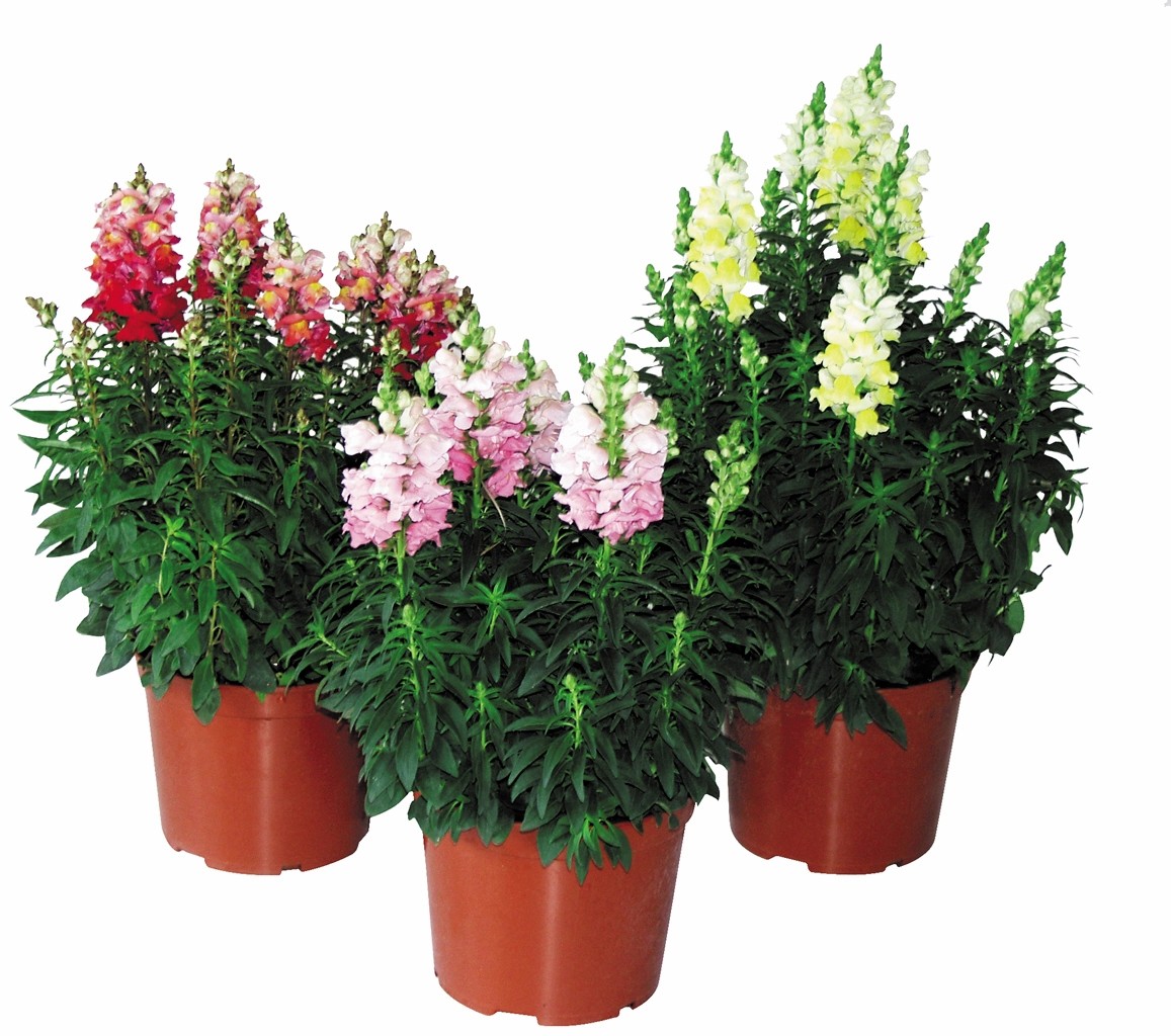 OBI oroszlánszáj cserépátmérő kb. 13 cm Antirrhinum majus vásárlása OBI