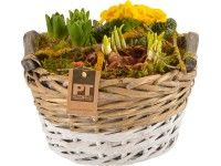 Kompozíció különböző tavaszi virágokkal kosárban cserépátmérő: kb. 25 cm