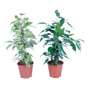 Két cserepes Ficus Benjamina növény, egyik zöld-fehér levelekkel, a másik sötétzöld levelekkel.
