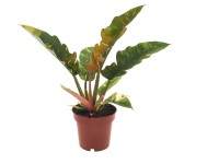 Filodendron 