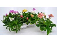 GROW by OBI változékony dohánygyökér cserépátmérő kb. 13 cm Lewisia cotyledon