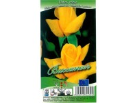 Rózsa illatos (Rosa)