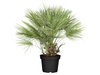 Törpe lószőrpálma kb. 60 cm - 80 cm cserépátmérő kb. 30 cm Chamaerops humilis Törpe lószőrpálma kb. 60 cm - 80 cm cserépátmérő kb. 30 cm Chamaerops humilis