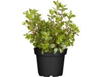 Japán Azálea Japán Azálea